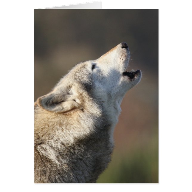Wolf Howling (Front)