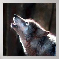 Wolf Howling Lone Wolf