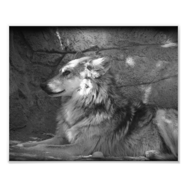 Wolf in Black and White Photo Print (Front)