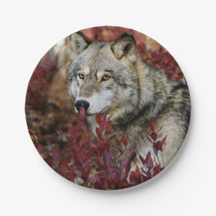 Wolf In Fall Foliage Paper Plate