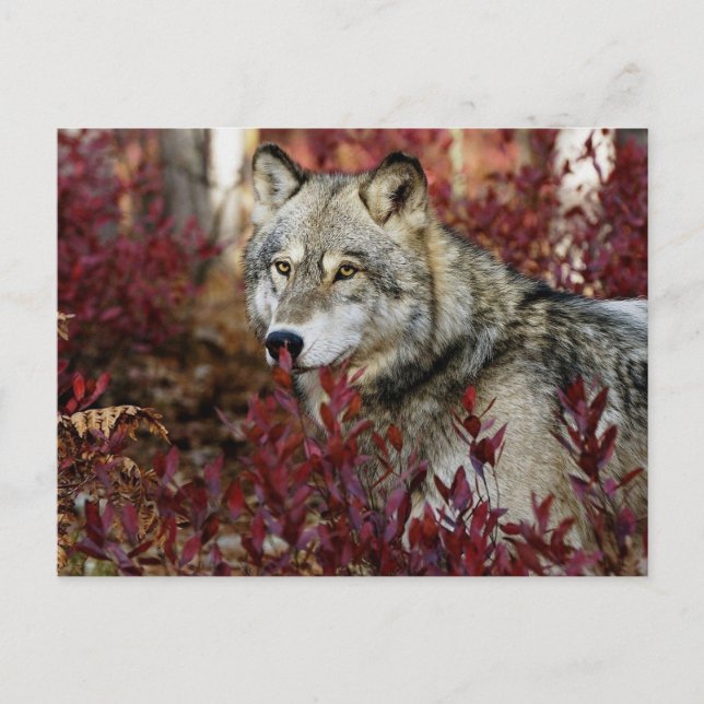 Wolf In Fall Foliage Postcard (Front)
