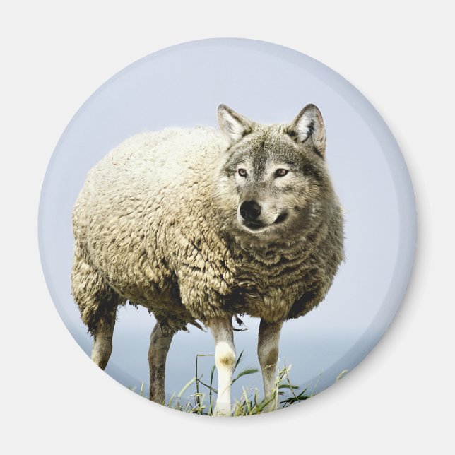 Wolf in Sheep Clothing Magnet (Front)