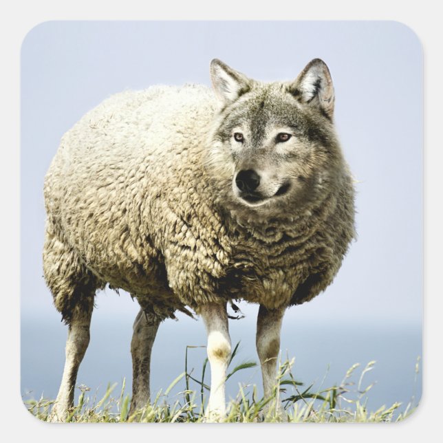 Wolf in Sheep Clothing Square Sticker (Front)