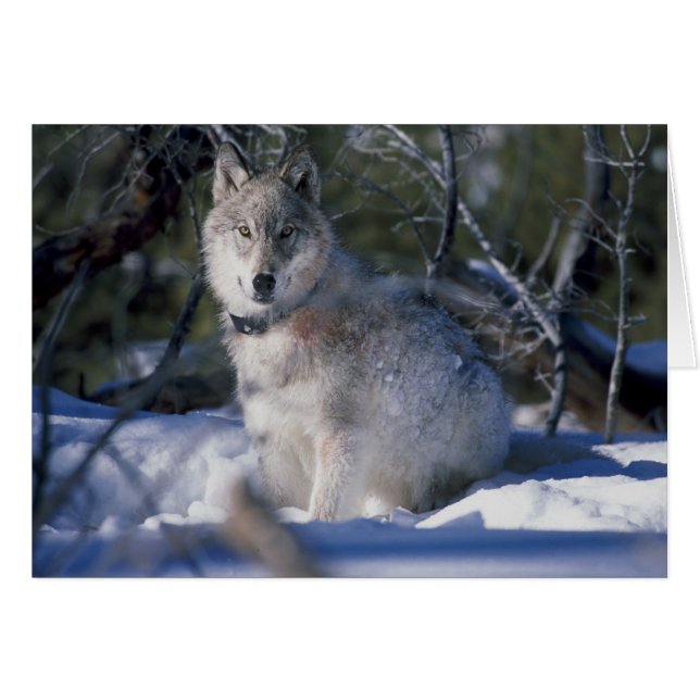 Wolf In Snow Holiday Greeting Card (Front Horizontal)