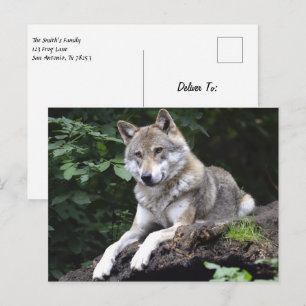 Wolf in the Forest Postcard