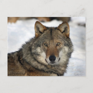 wolf in the snow postcard