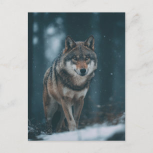 Wolf in Winter Postcard