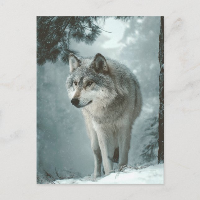 Wolf in Winter Postcard (Front)