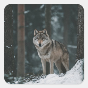 Wolf in Winter Square Sticker