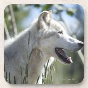 Wolf in Yellowstone 2 Coaster