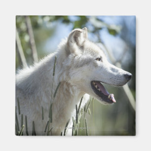 Wolf in Yellowstone 2 Magnet