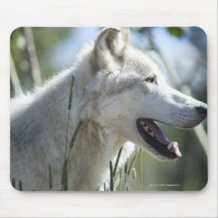 Wolf in Yellowstone 2 Mouse Pad