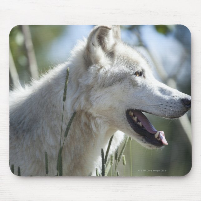 Wolf in Yellowstone 2 Mouse Pad (Front)