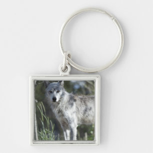 Wolf in Yellowstone Key Ring