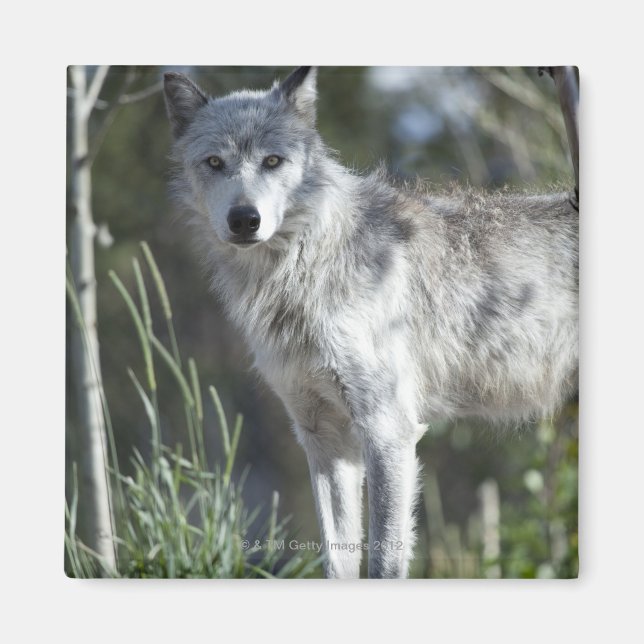 Wolf in Yellowstone Magnet (Front)
