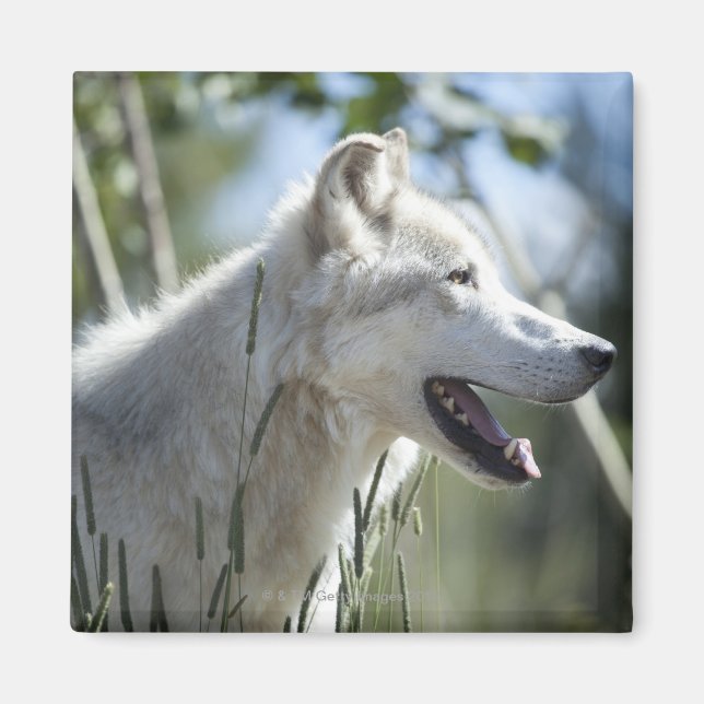 Wolf in Yellowstone. Magnet (Front)