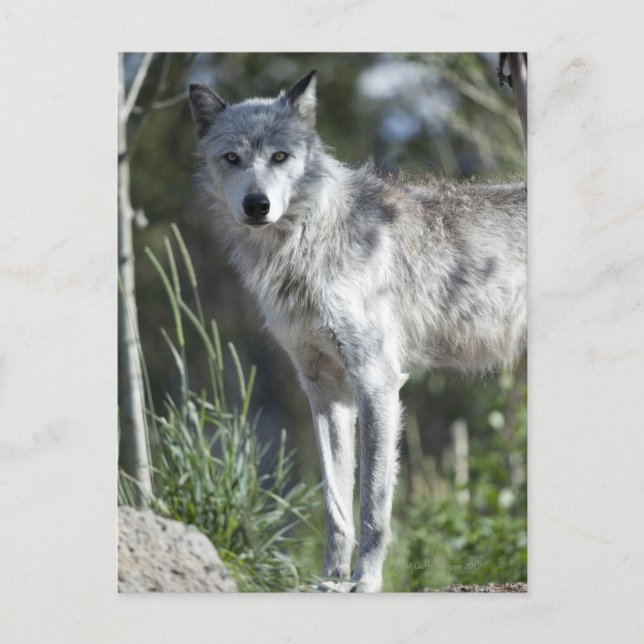 Wolf in Yellowstone Postcard (Front)