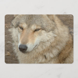 Wolf Invitation