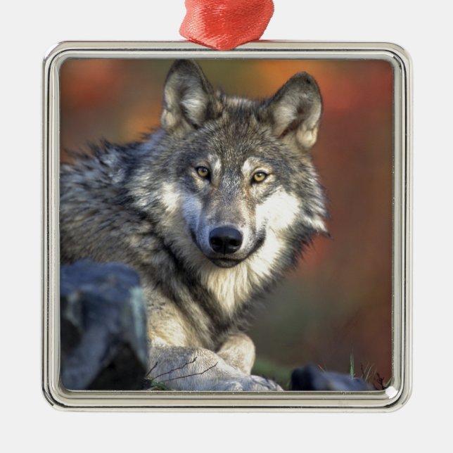 Wolf Lovers Art Metal Tree Decoration (Front)