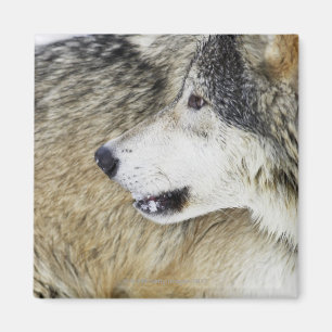 Wolf Magnet