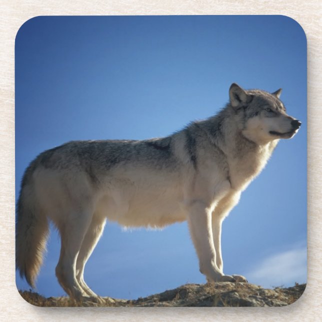 Wolf On Rocks Coaster (Front)