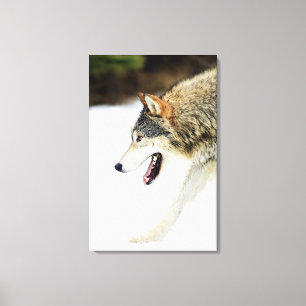 Wolf on the prowl canvas print