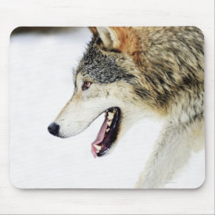 Wolf on the prowl mouse pad