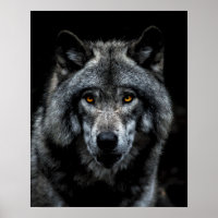 Wolf Orange Eyes Wild Animal Nature