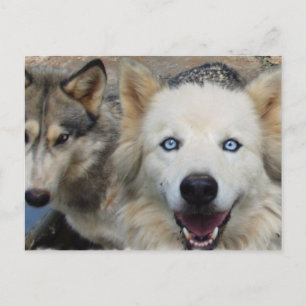 Wolf Pack Postcard
