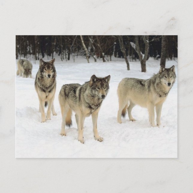 Wolf Pack Postcard (Front)