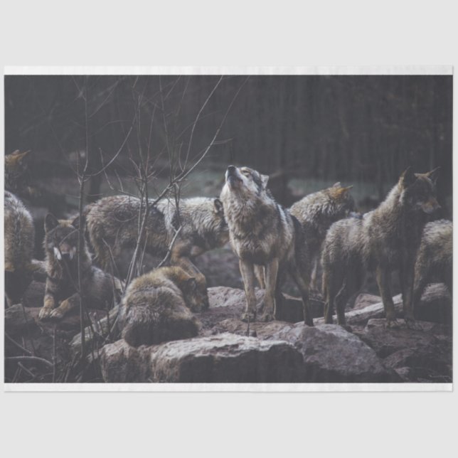 Wolf Pack Tissue Paper (Front)