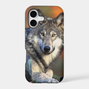 Wolf Photograph