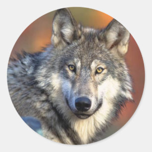 Wolf Photograph Classic Round Sticker