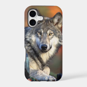 Wolf Photograph Image