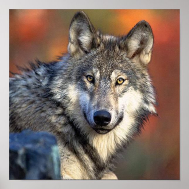 Wolf Photograph Poster (Front)