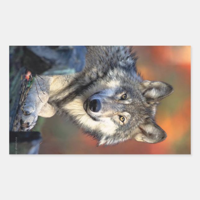 Wolf Photograph Rectangular Sticker (Front)