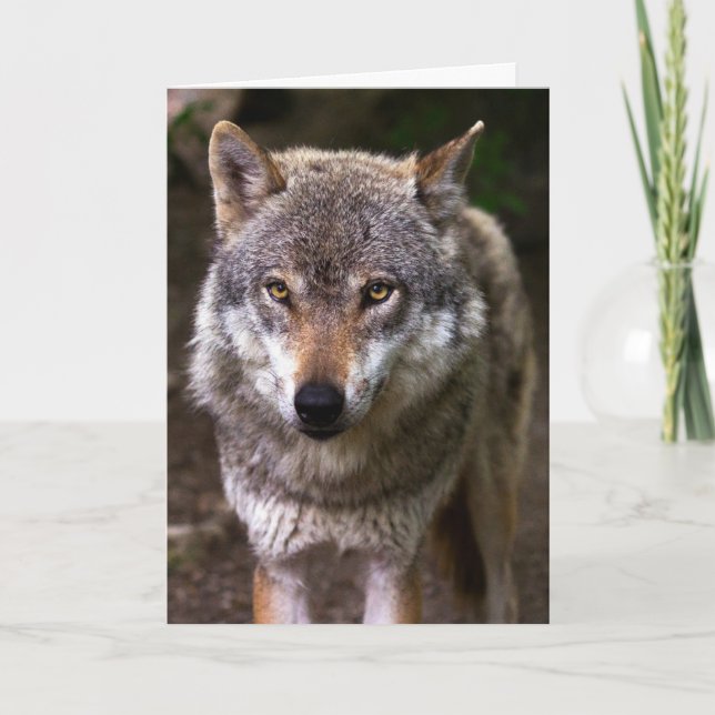WOLF PHOTOGRAPHY BIRTHDAY CARD (Front)