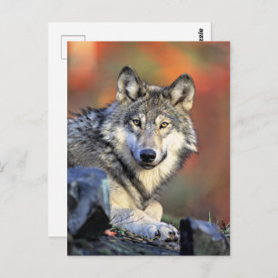 Wolf Portrait Postcard