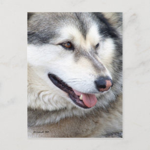 Wolf Portrait Postcard