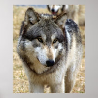 Wolf Portrait