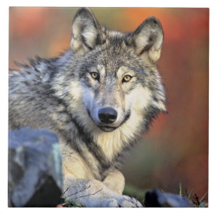 Wolf Portrait Tile