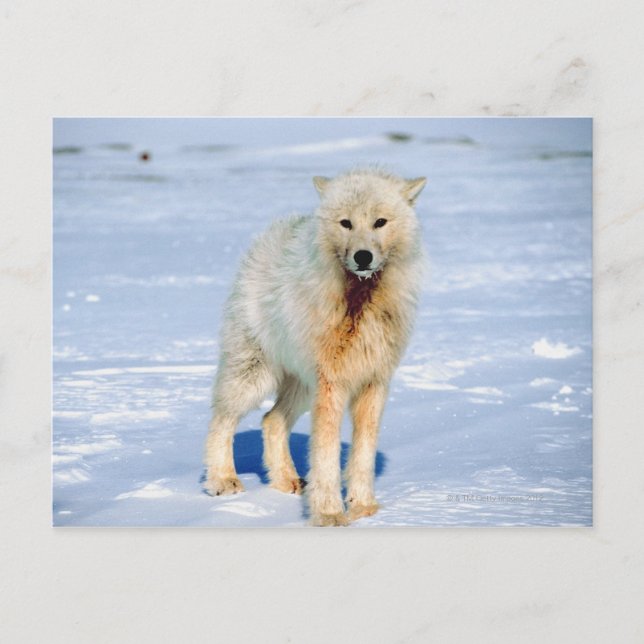Wolf Postcard (Front)