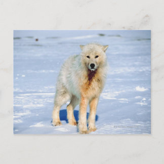 Wolf Postcard
