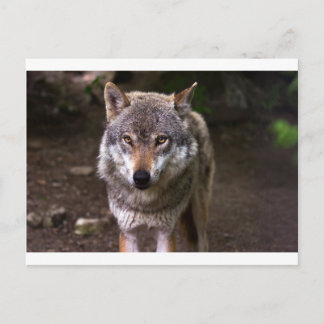 wolf postcard