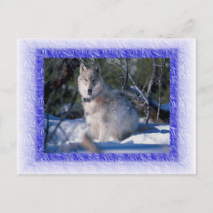 Wolf Postcard