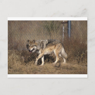 Wolf postcard