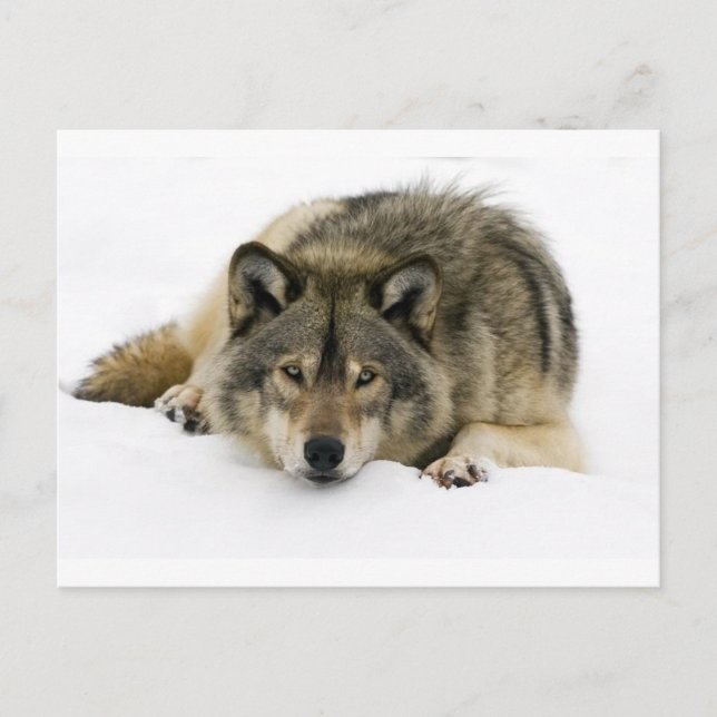 Wolf Postcard (Front)