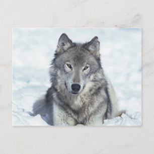 Wolf Postcard