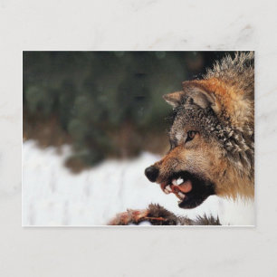 Wolf Postcard