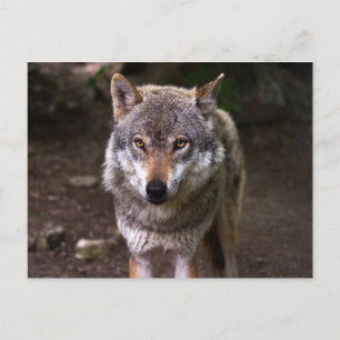 Wolf Postcard
